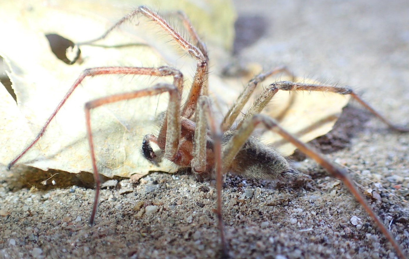Tegenaria? No, Agelena labyrinthica, maschio -  Castelleone (CR)
