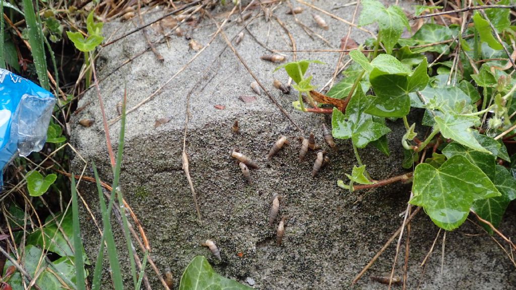 Papillifera bidens a Cremona?