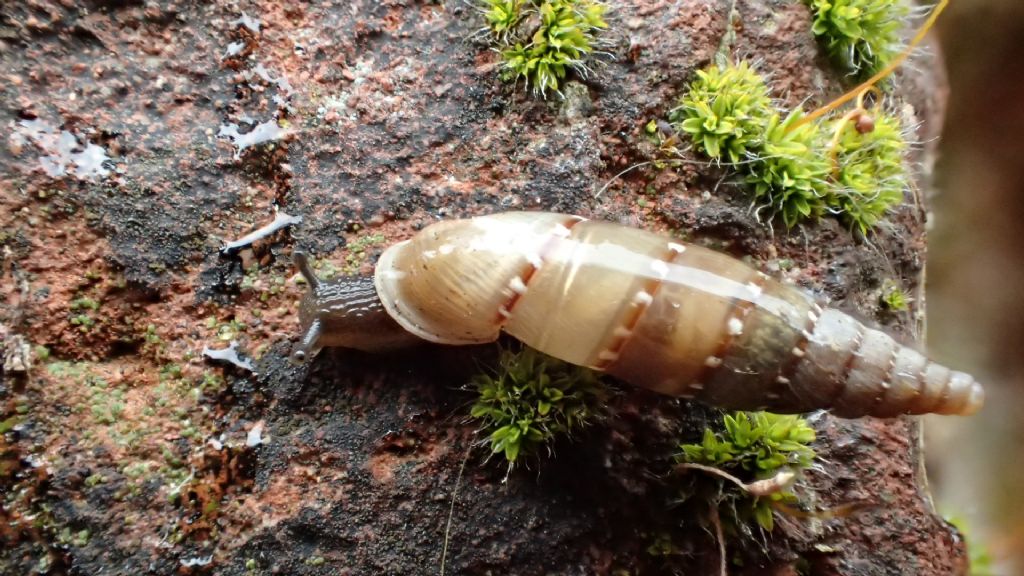 Papillifera bidens a Cremona?