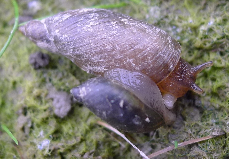 Accoppiamento Oxyloma