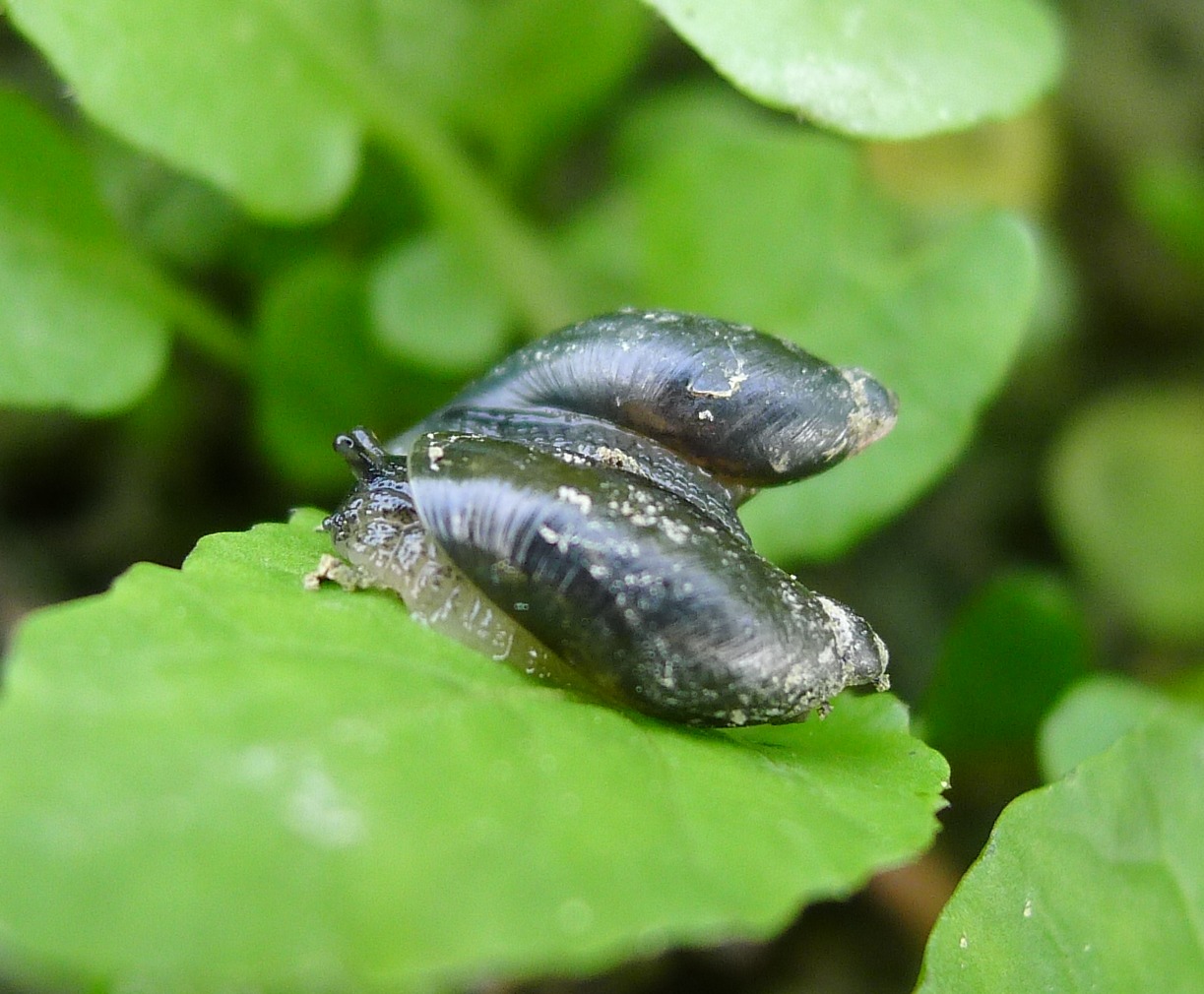 Accoppiamento Oxyloma