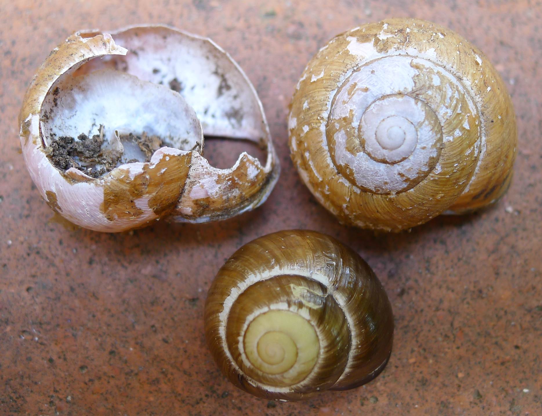 Cepaea nemoralis