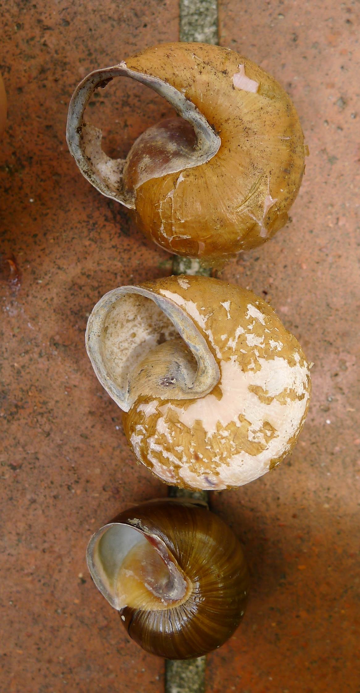 Cepaea nemoralis