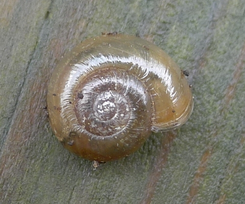 Aegopinella nitens