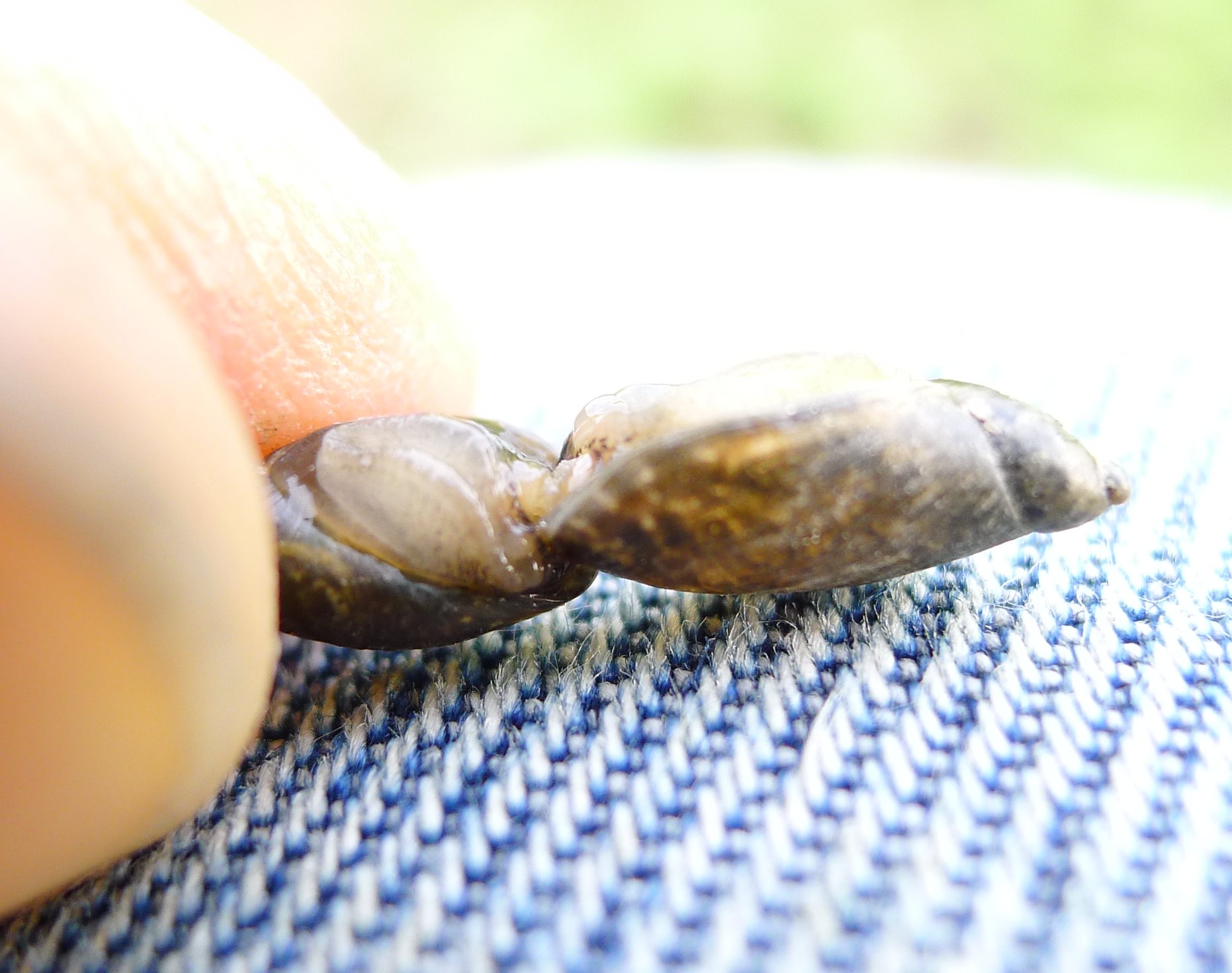Accoppiamento Oxyloma