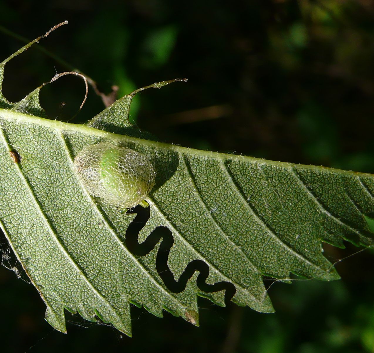 Defogliatore dell''olmo: Aproceros leucopoda - Argidae