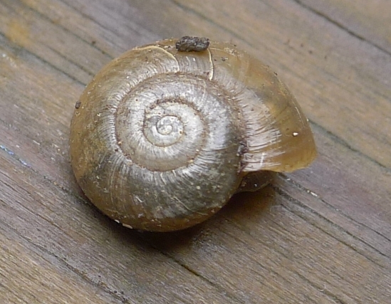 Aegopinella nitens