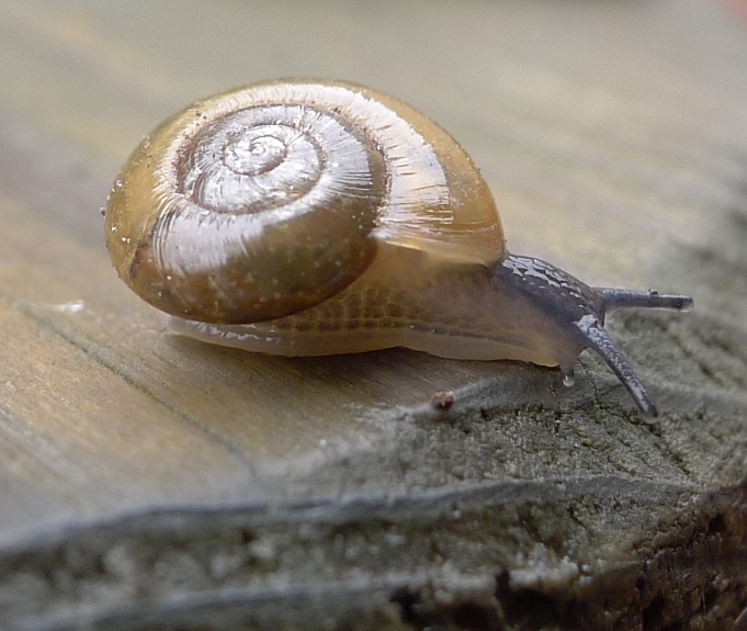 Aegopinella nitens