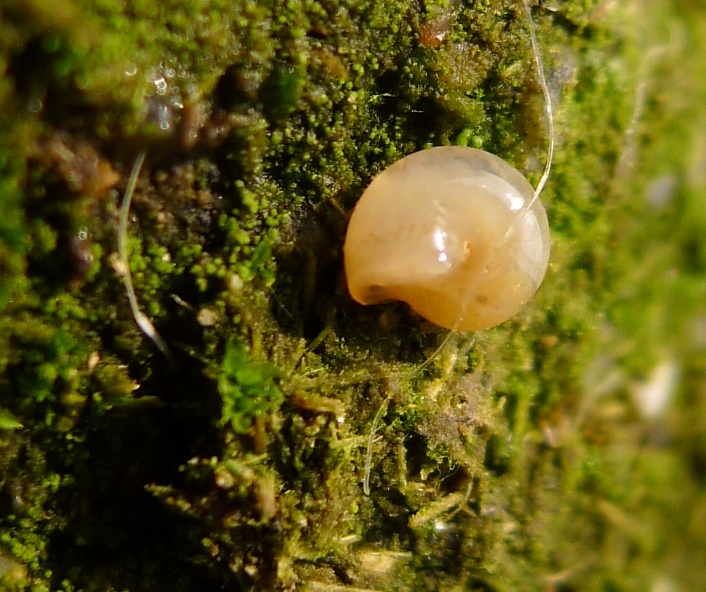 Oxychilus?