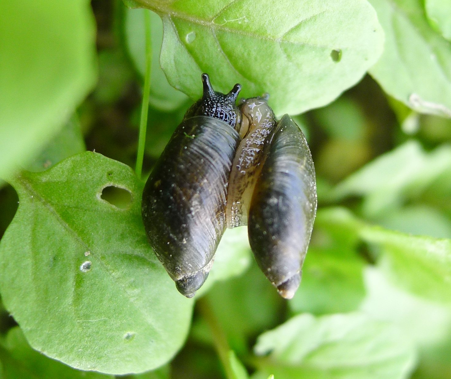 Accoppiamento Oxyloma
