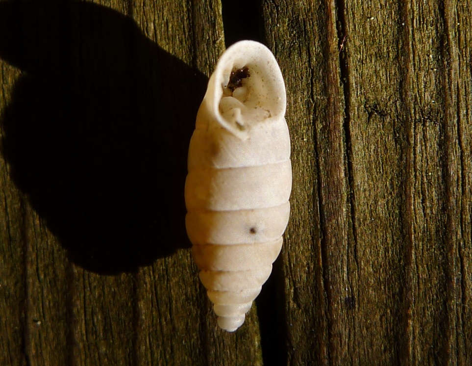 Chondrinidae (credo...)