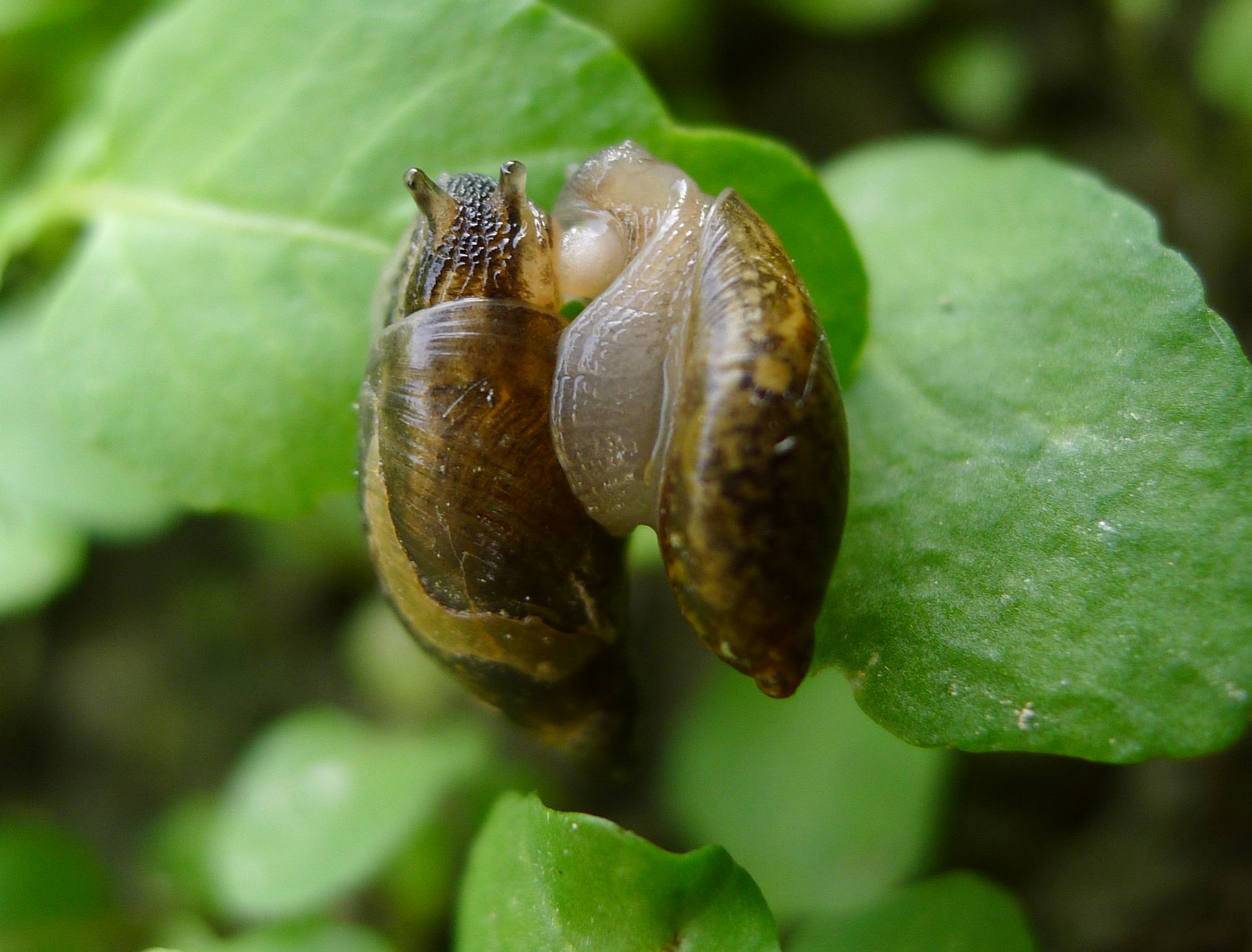 Accoppiamento Oxyloma