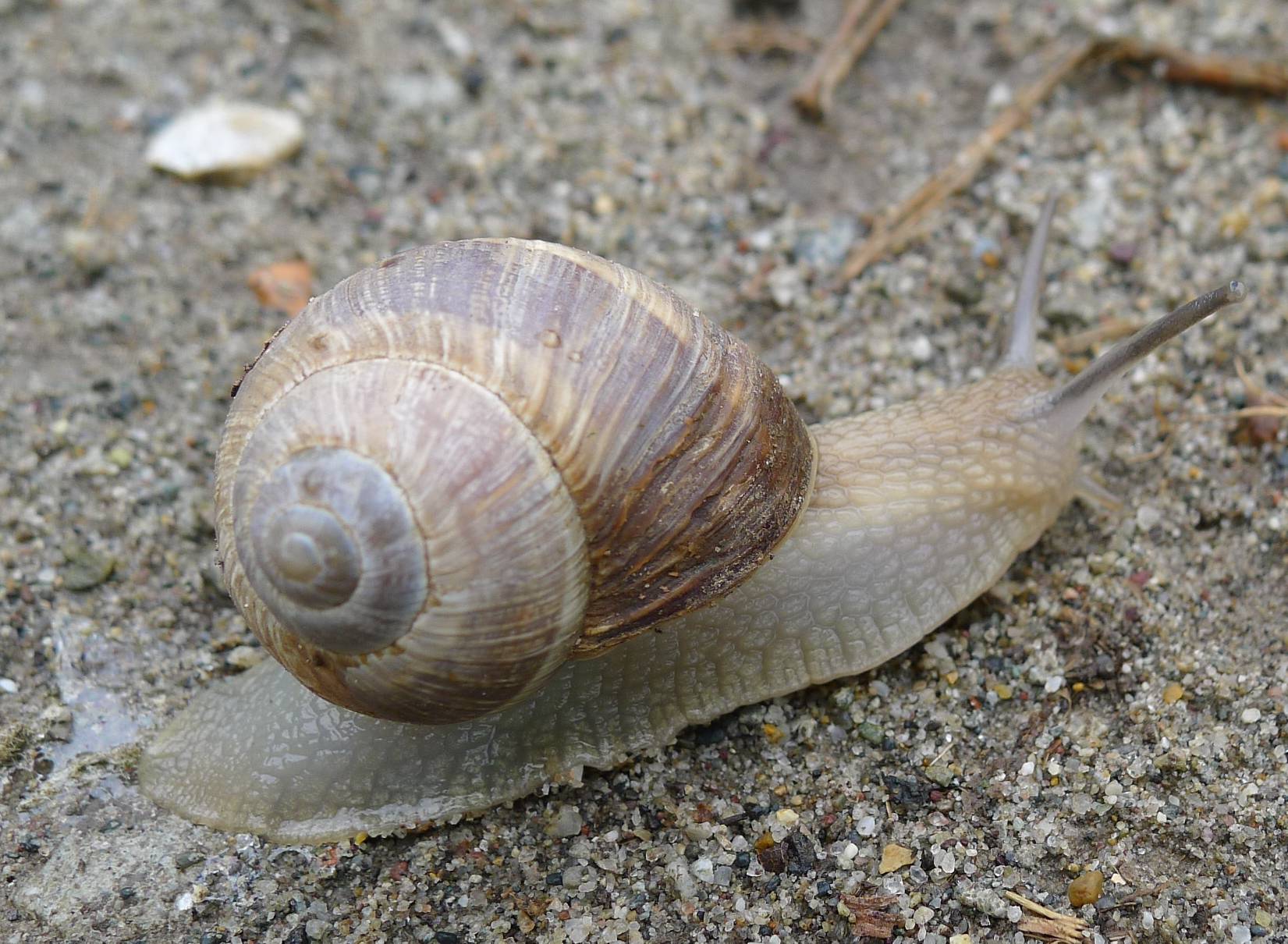 Helix cincta