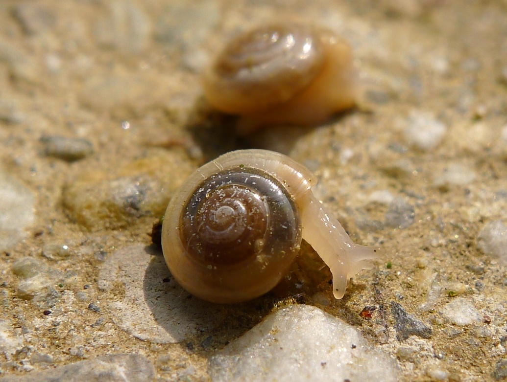 Oxychilus?