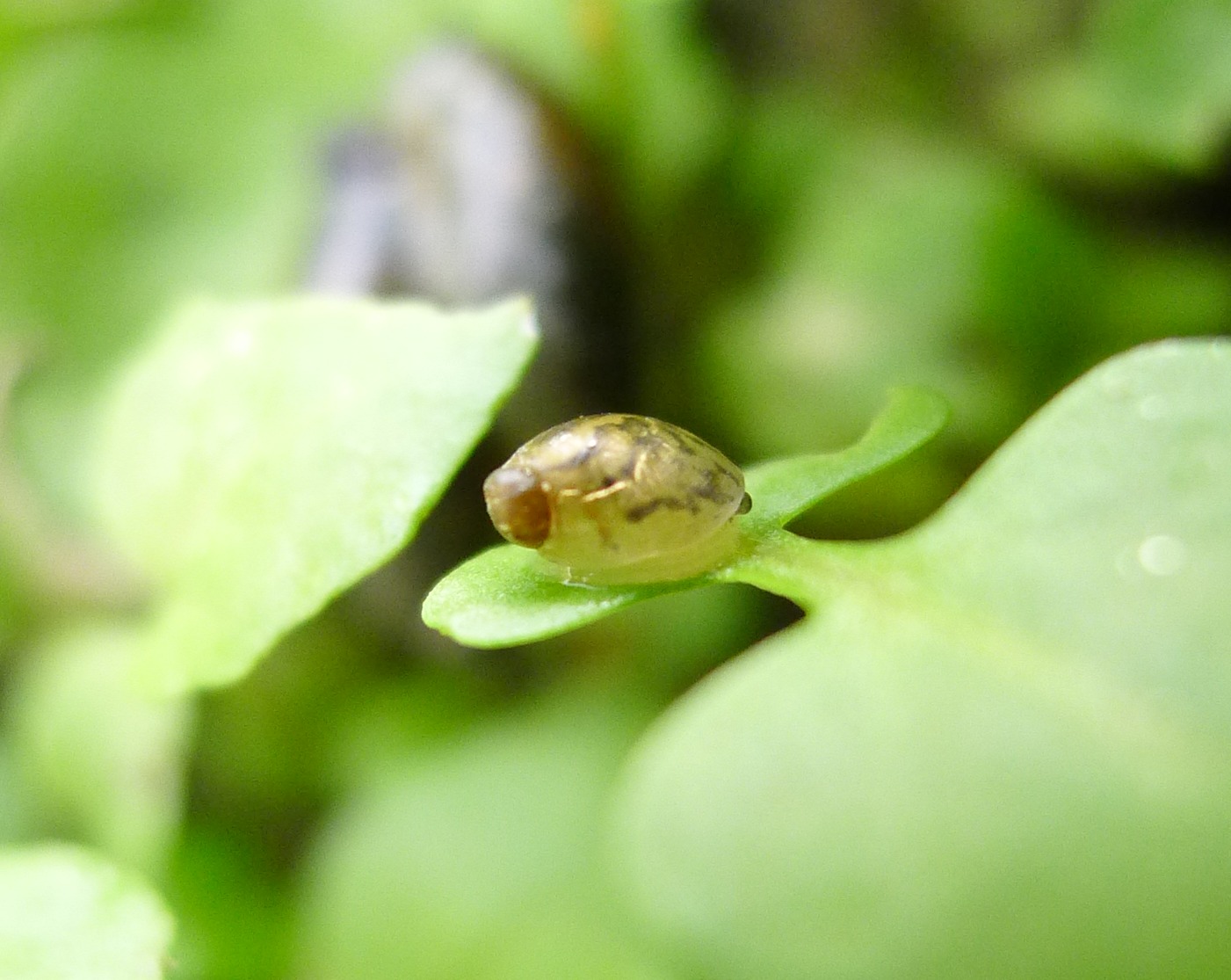 Accoppiamento Oxyloma
