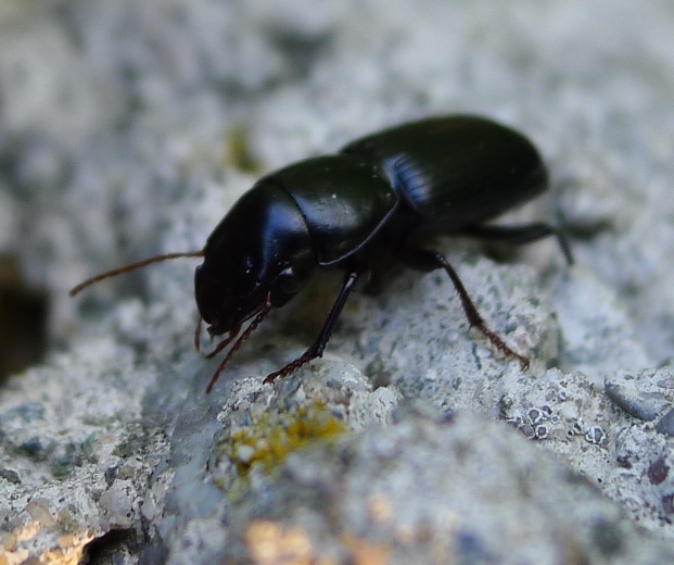 Carabidae: Acinopus cfr.  picipes