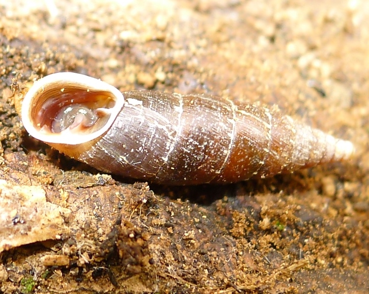 Altra clausilia