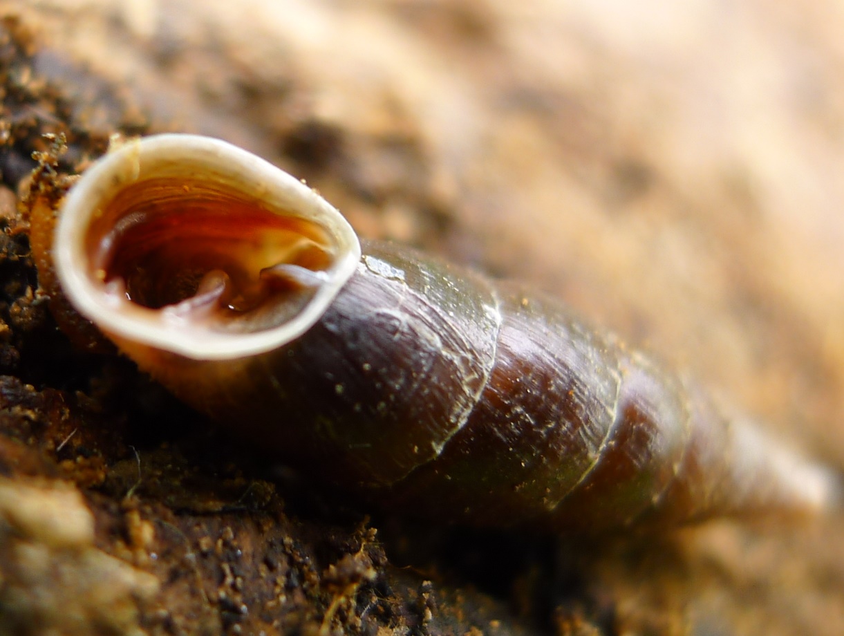 Altra clausilia