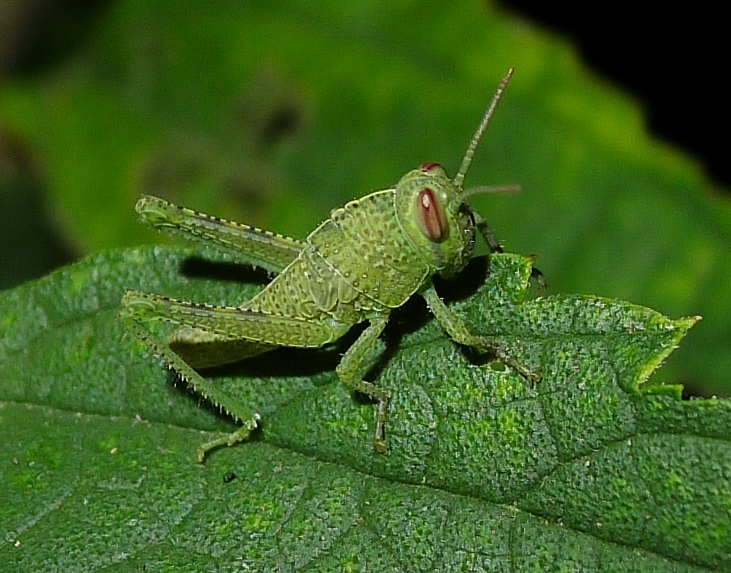 Piccola Anacridium aegyptium