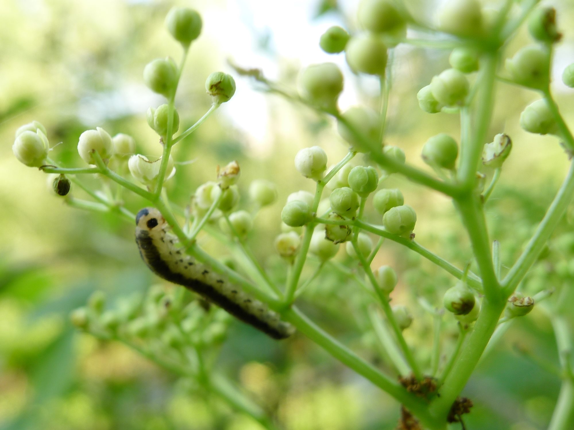 Mangiatori di sambuco: Macrophya sp.?