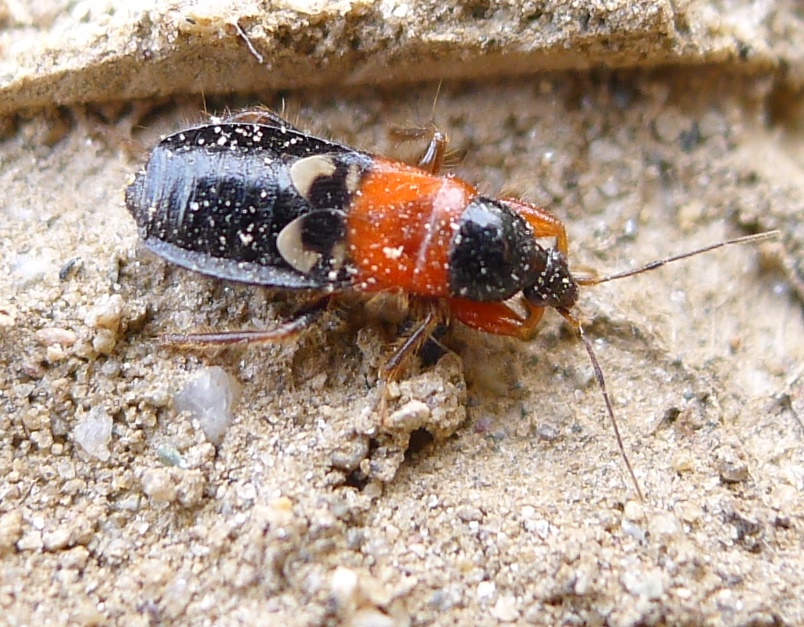 Nabidae: Prostemma sanguineum (Rossi 1790) della Lombardia (CR)