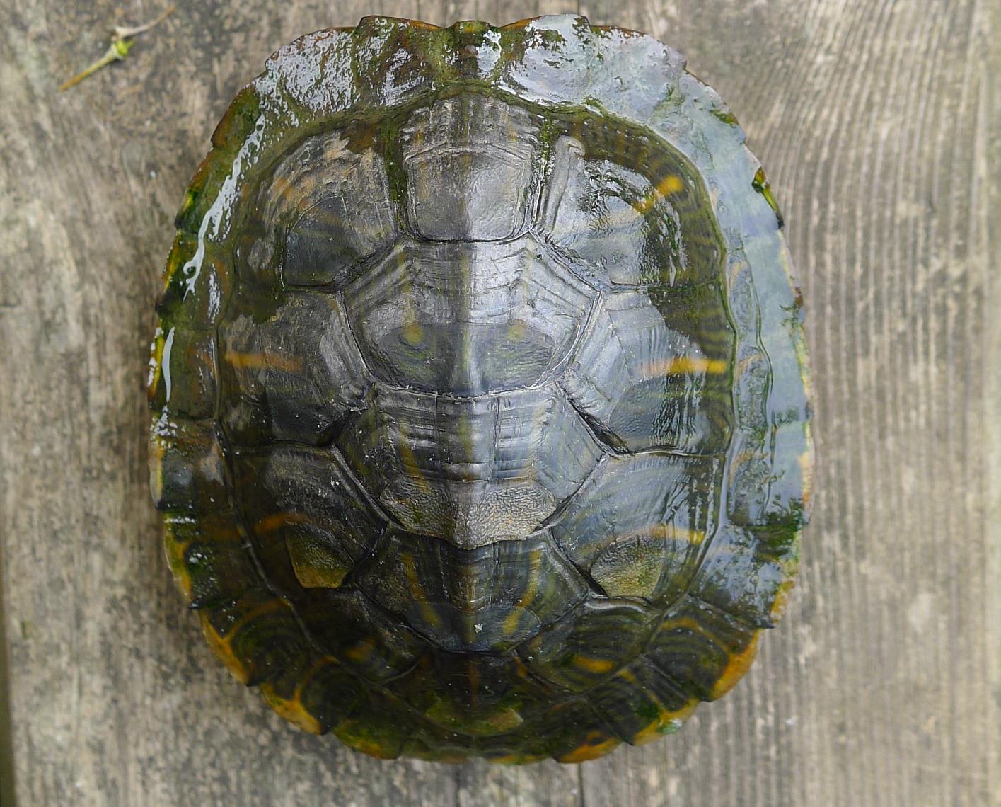 Trachemys spp.  della pianura modenese