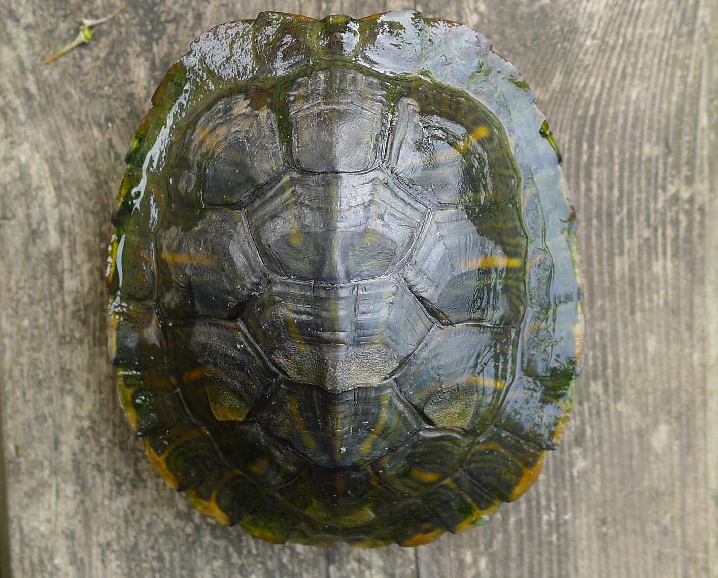 Trachemys spp.  della pianura modenese