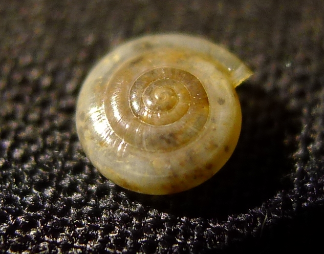Oxychilus?