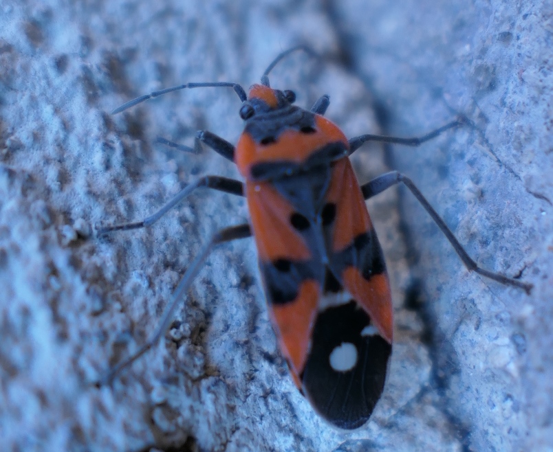 Lygaeidae:  Lygaeus equestris