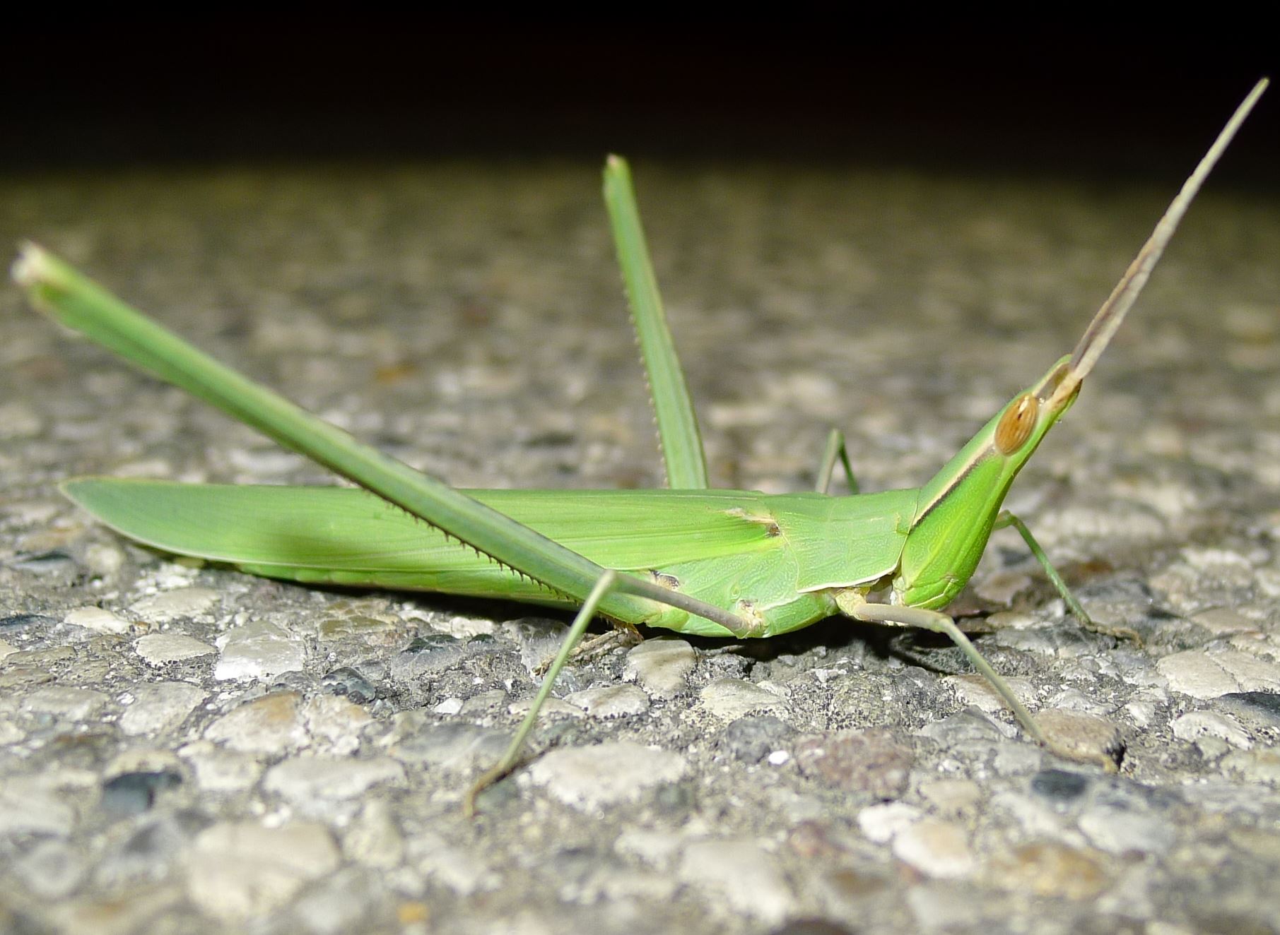 Acrida ungarica