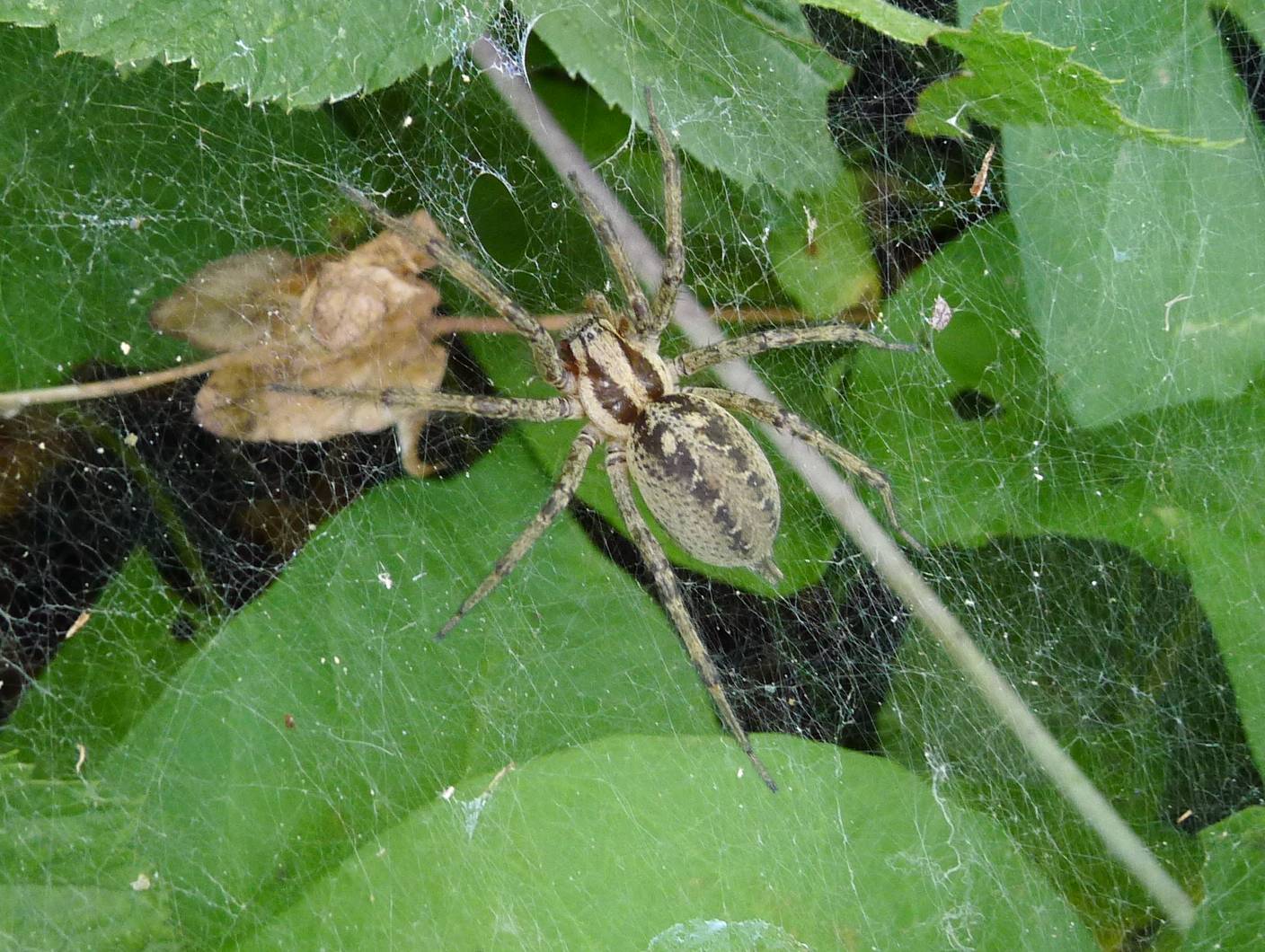 Agelena labyrinthica - Pieve d''Olmi (CR)