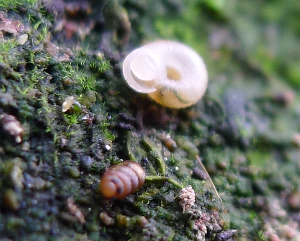 Truncatellina claustralis (Gredler, 1856)