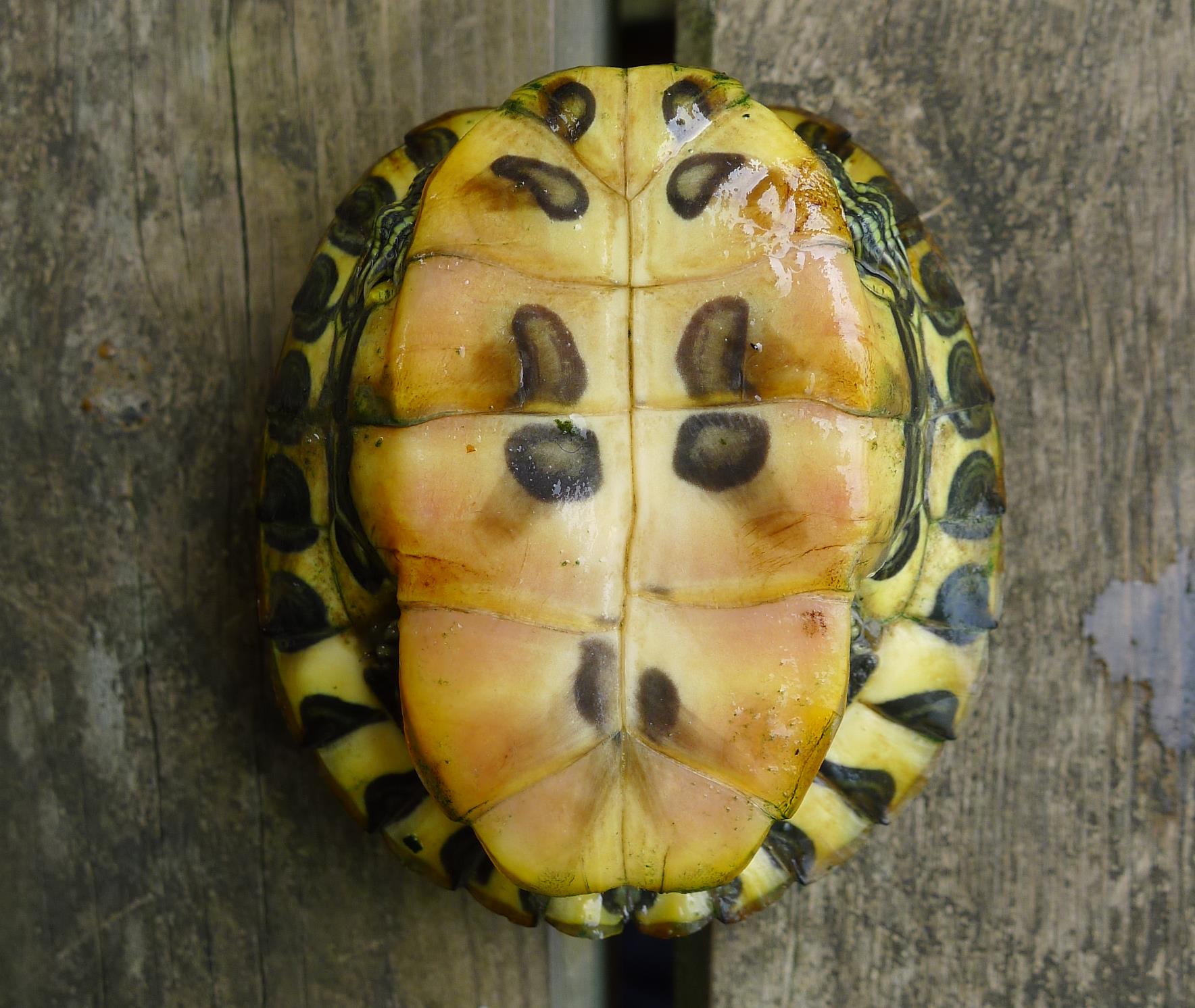 Trachemys spp.  della pianura modenese