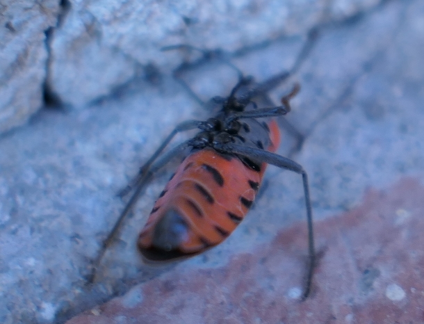 Lygaeidae:  Lygaeus equestris