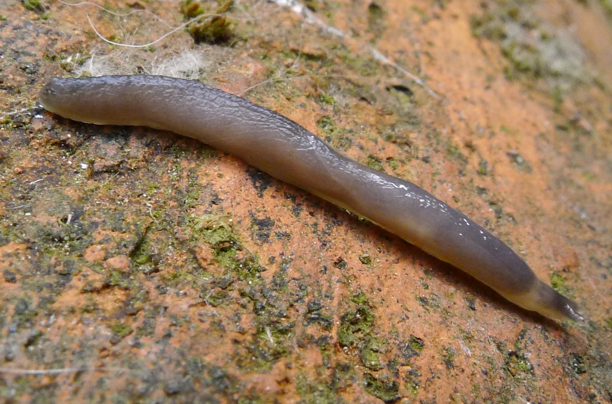 Boettgerilla pallens