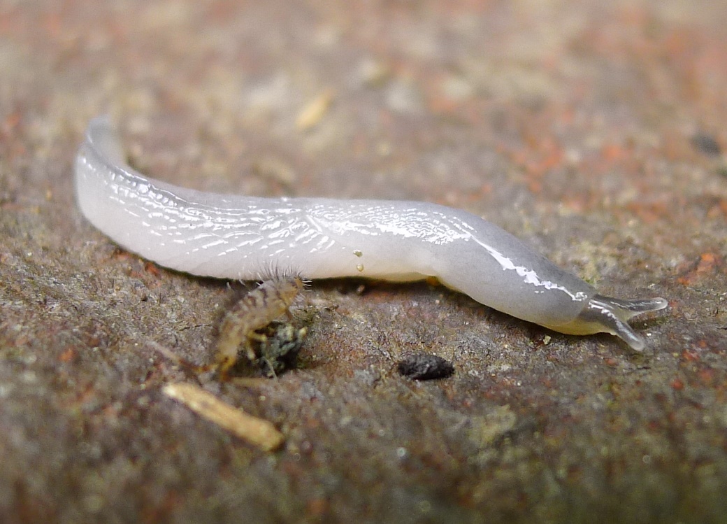 Boettgerilla pallens