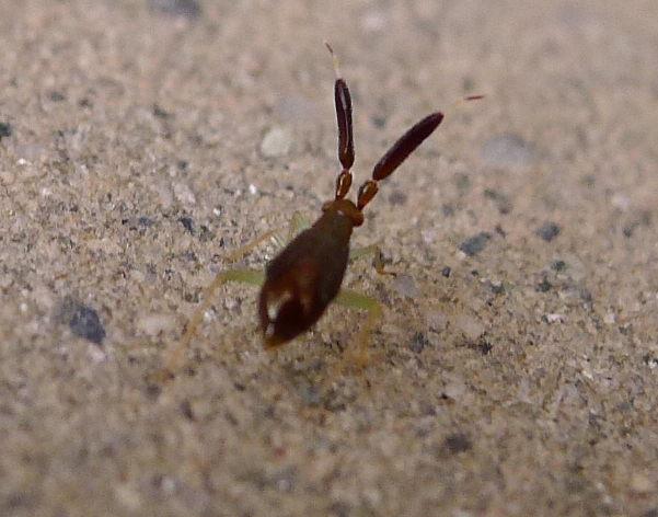 Miridae:  ninfa di Heterotoma sp.