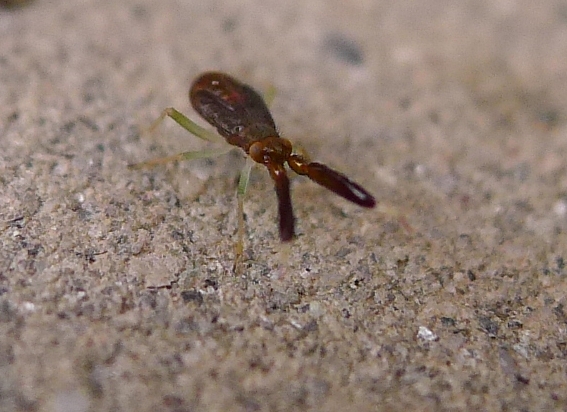Miridae:  ninfa di Heterotoma sp.