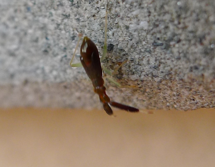Miridae:  ninfa di Heterotoma sp.