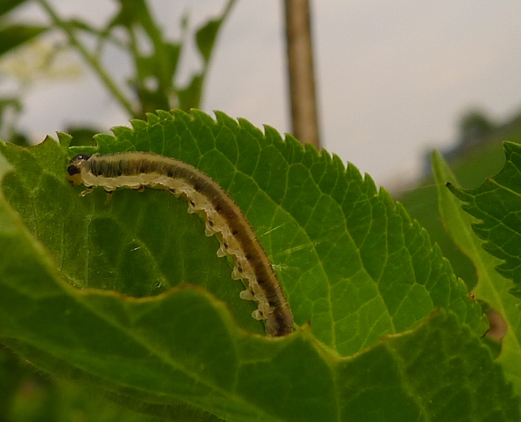 Mangiatori di sambuco: Macrophya sp.?