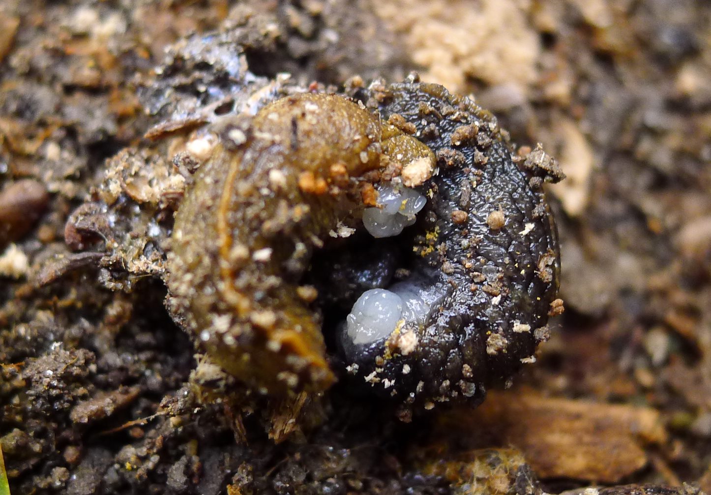 Tandonia budapestensis: accoppiamento
