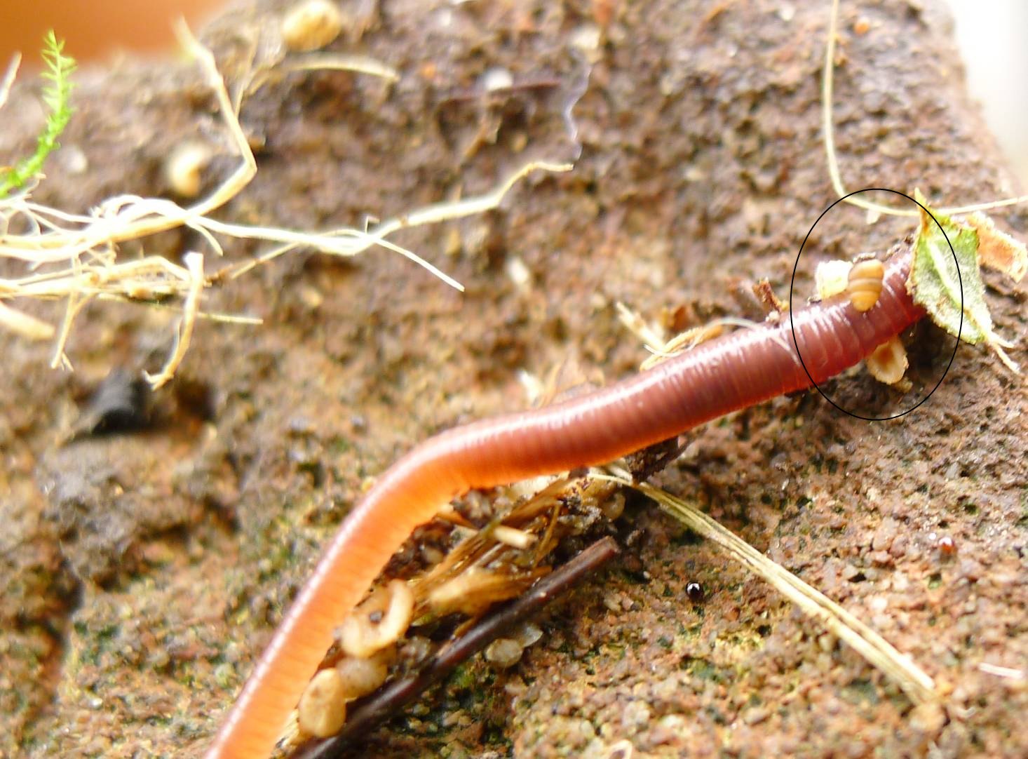 Truncatellina claustralis (Gredler, 1856)