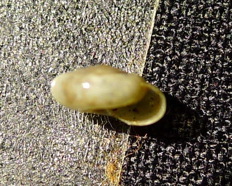 Oxychilus?