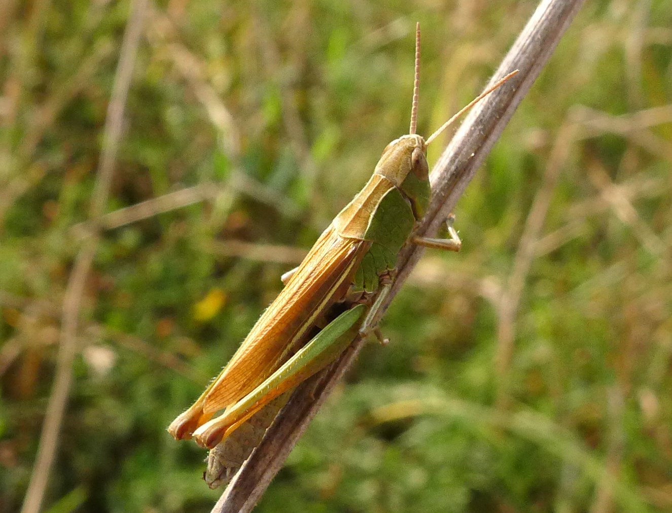 Come si chiama?  Chorthippus (Chorthippus) albormarginatus
