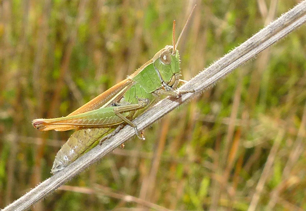 Come si chiama?  Chorthippus (Chorthippus) albormarginatus