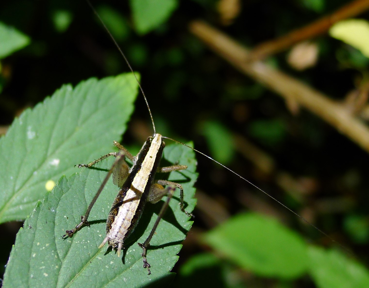 Tettigoniidae : Yersinella beybienkoi. maschio e femmina