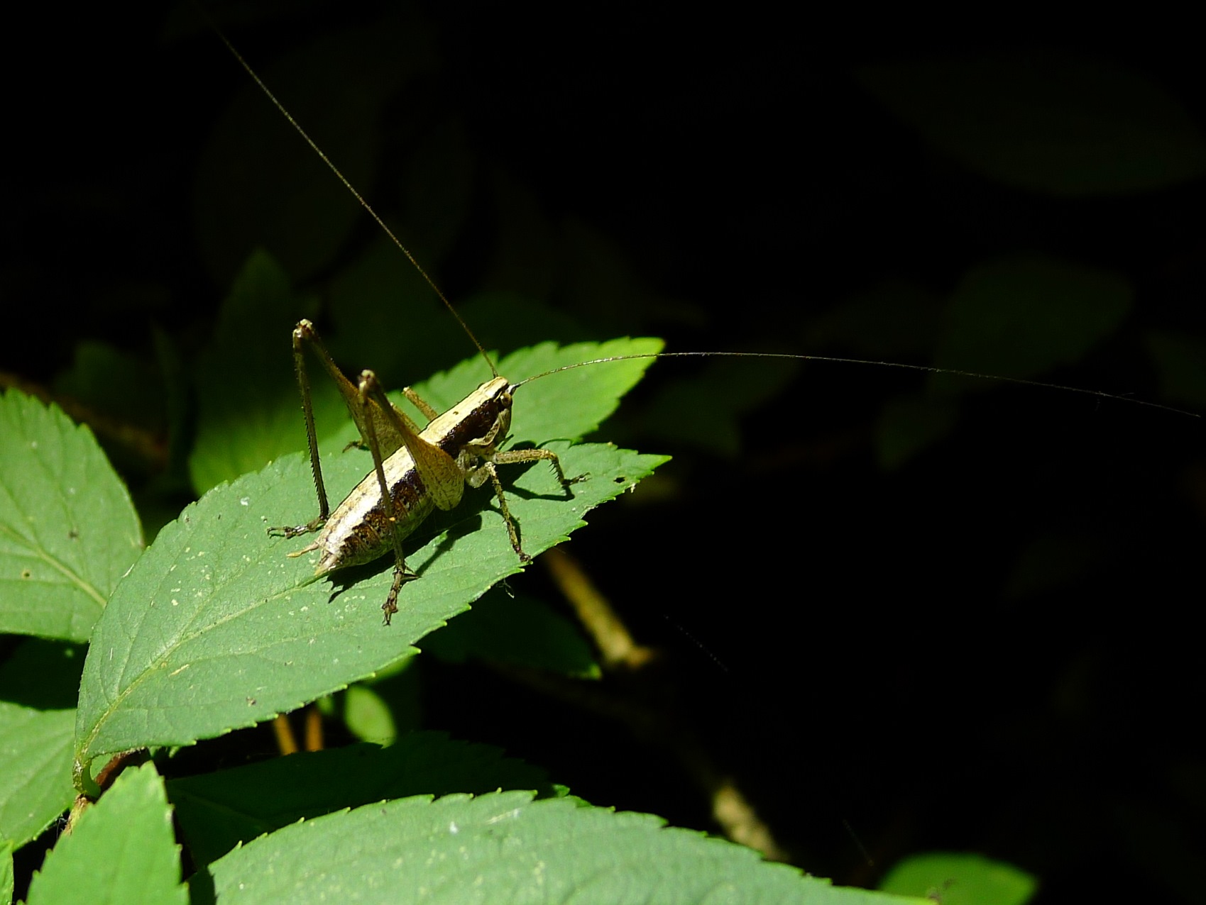 Tettigoniidae : Yersinella beybienkoi. maschio e femmina