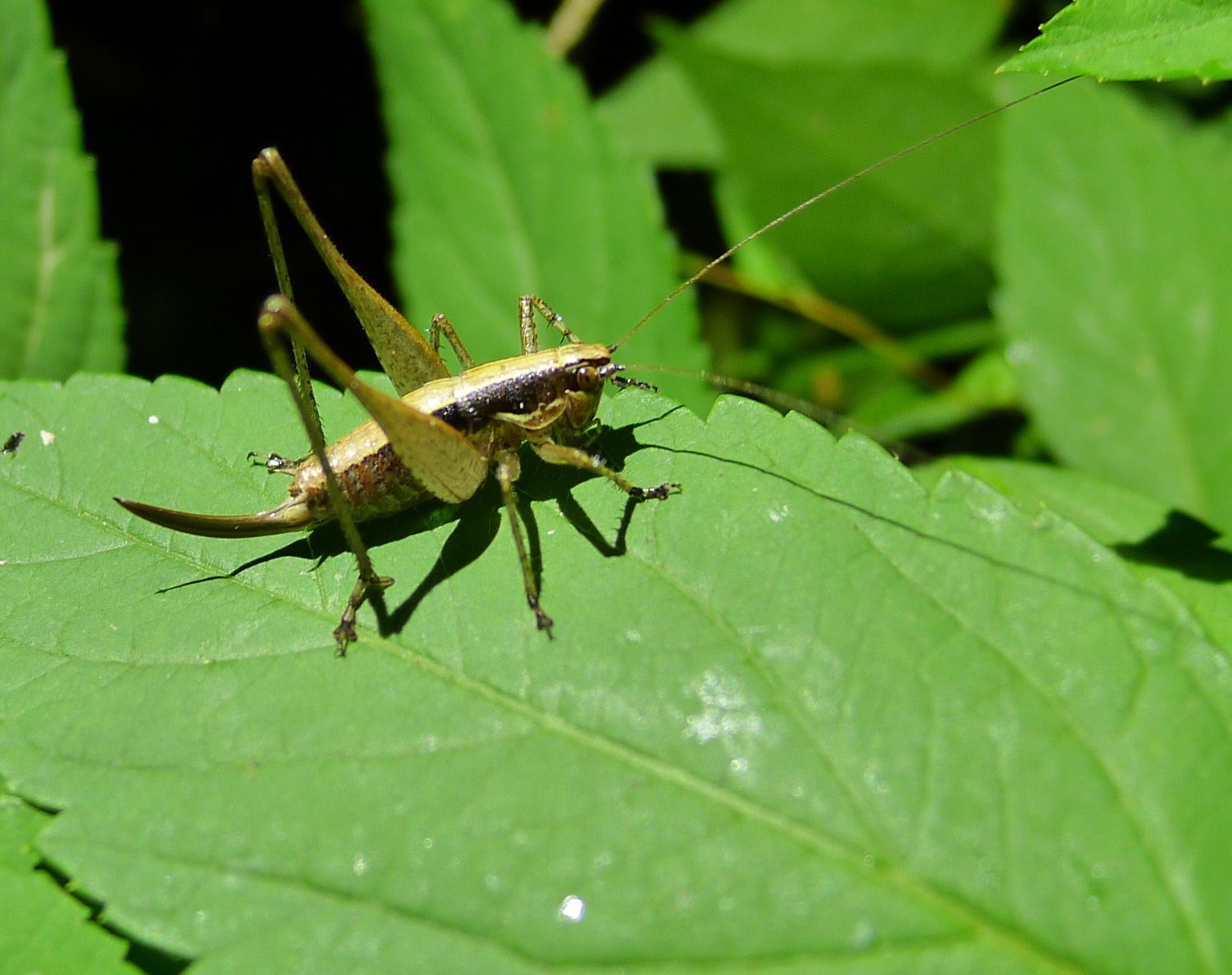 Tettigoniidae : Yersinella beybienkoi. maschio e femmina