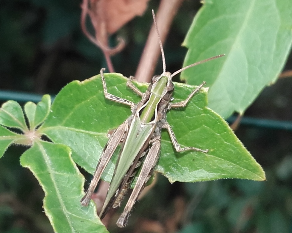 Invasione di cavallette:  Omocestus (Omocestus) rufipes