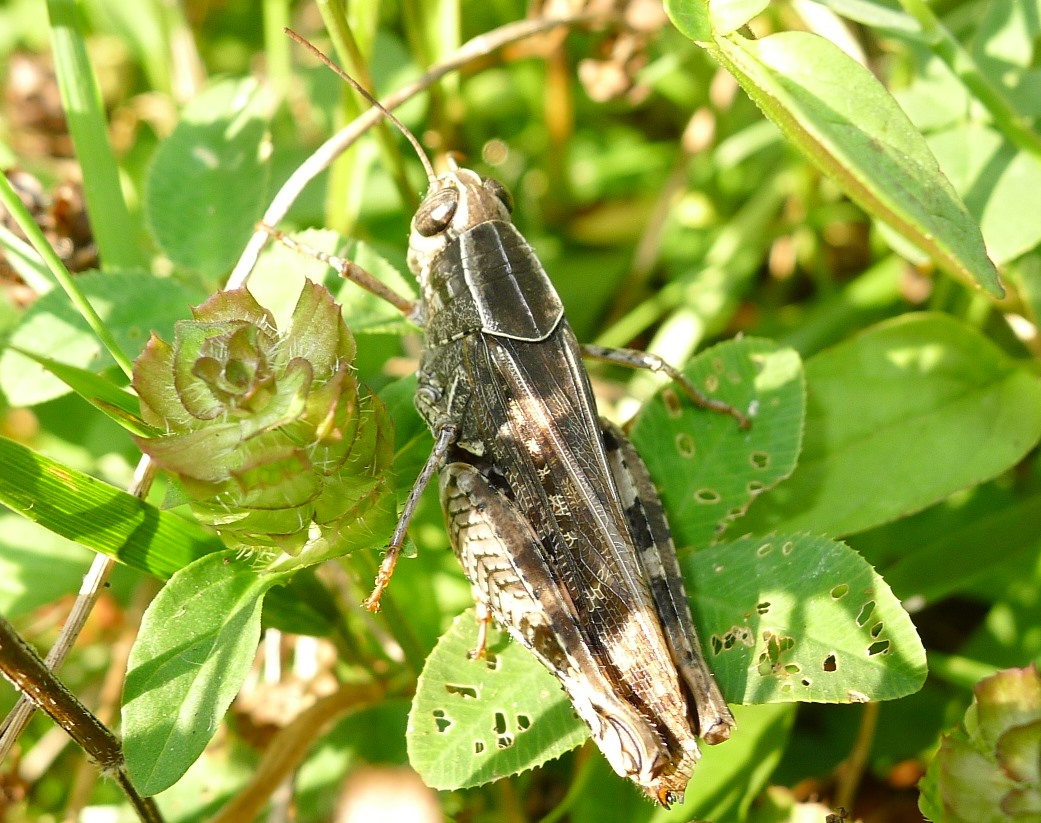 Acrididae: Calliptamus italicus italicus